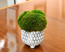 Medium Mood Moss in Ceramic Vase