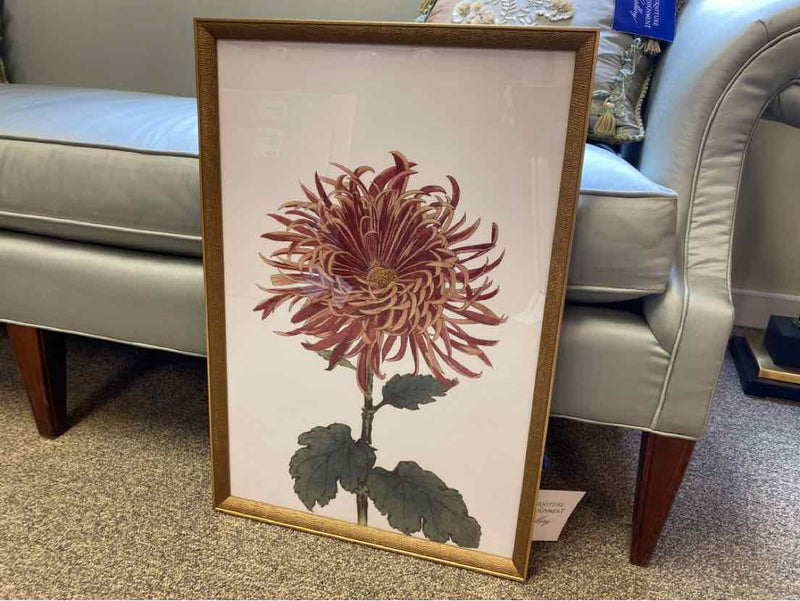 Framed Print"  "Chrysanthemum V"