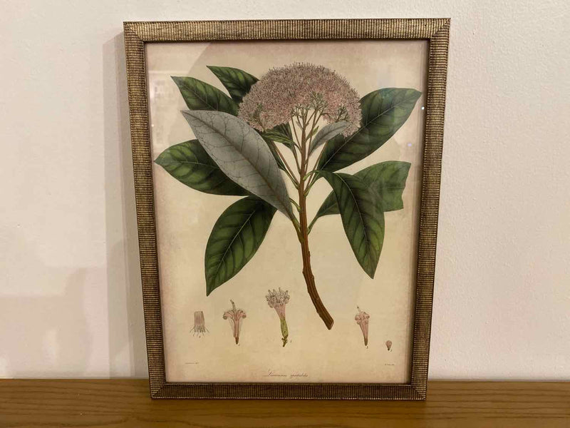 Framed Print: "Plants II B"