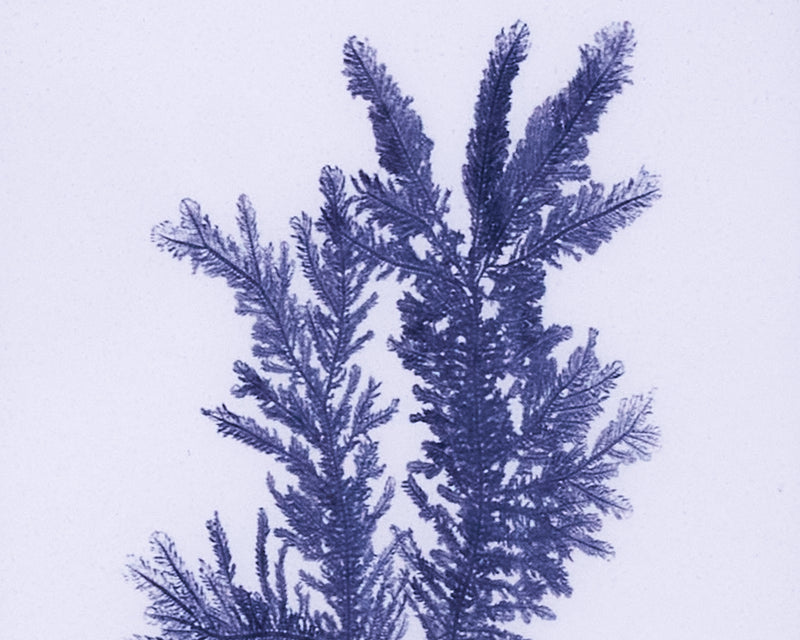 Framed Art Blue Coral I 4088