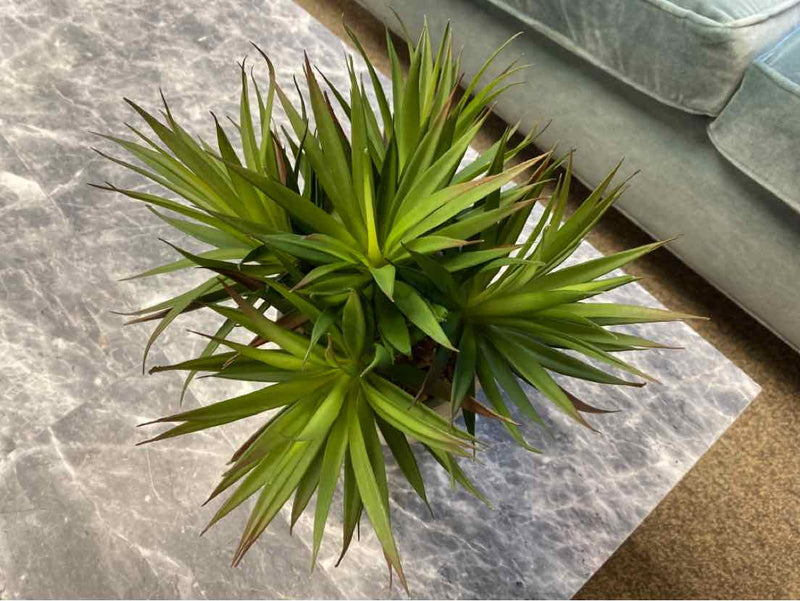 Spiky Succulent in Textured Grey Pot