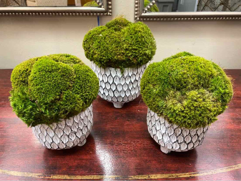 Set of 3 White Pots of Mood Moss