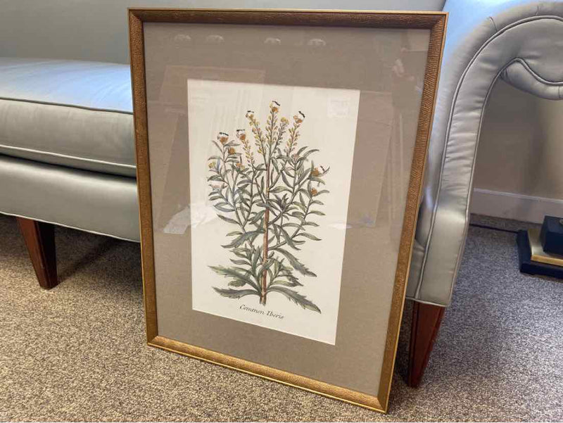 Framed Print: "Botanical Plants I"