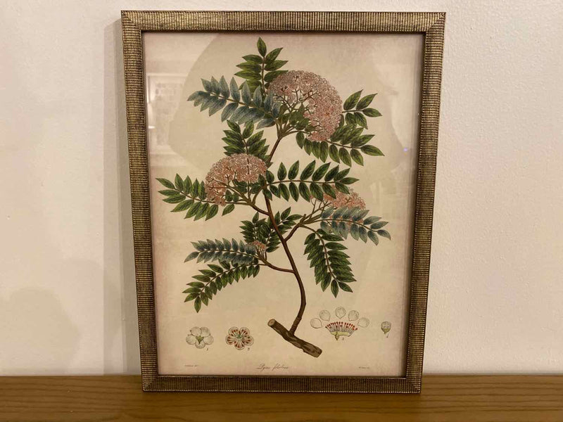 Framed Print: "Plants II C"