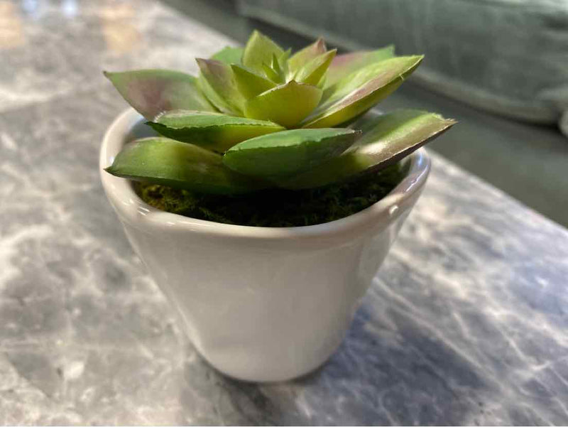 Low Succulent in White Pot III