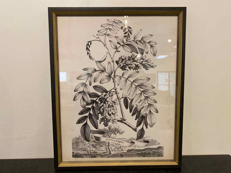 Framed Print: "Botanicals I A"