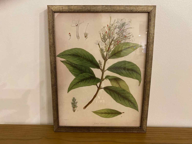 Framed Print: "Plants II A"