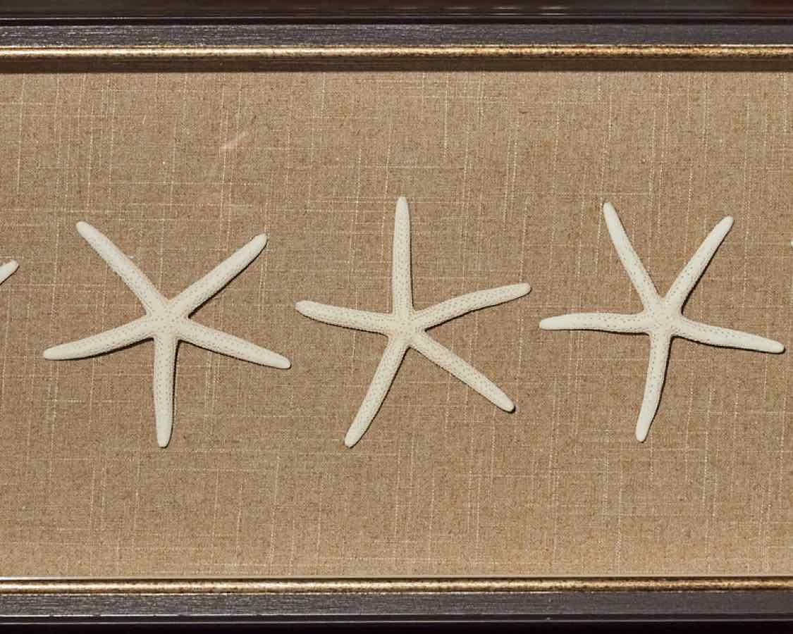 "Starfish"