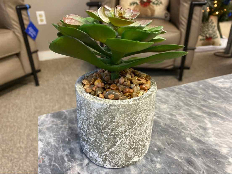 Low Succulent in Concrete Cylinder with Pebbles