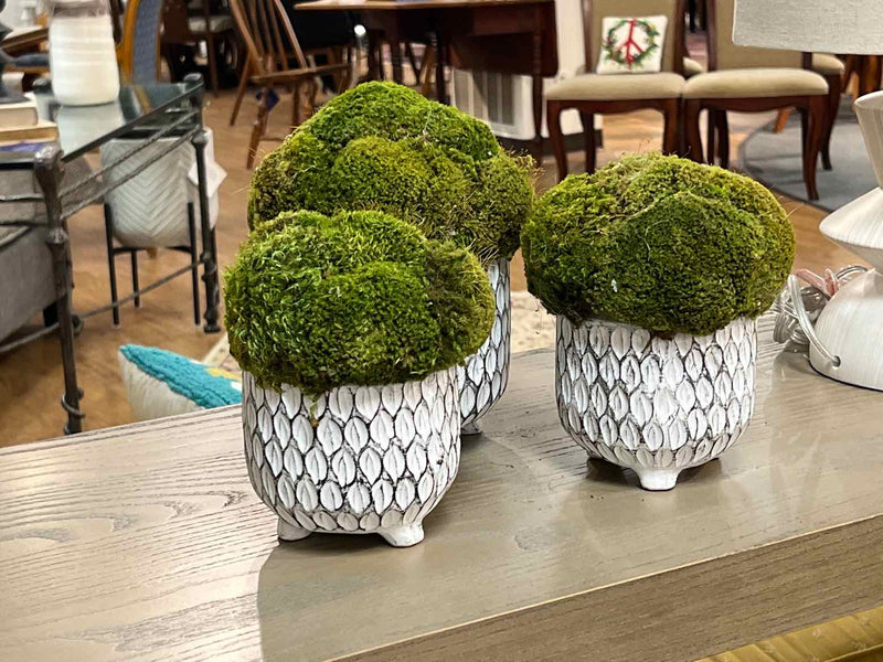 Set of 3 White Pots of Mood Moss