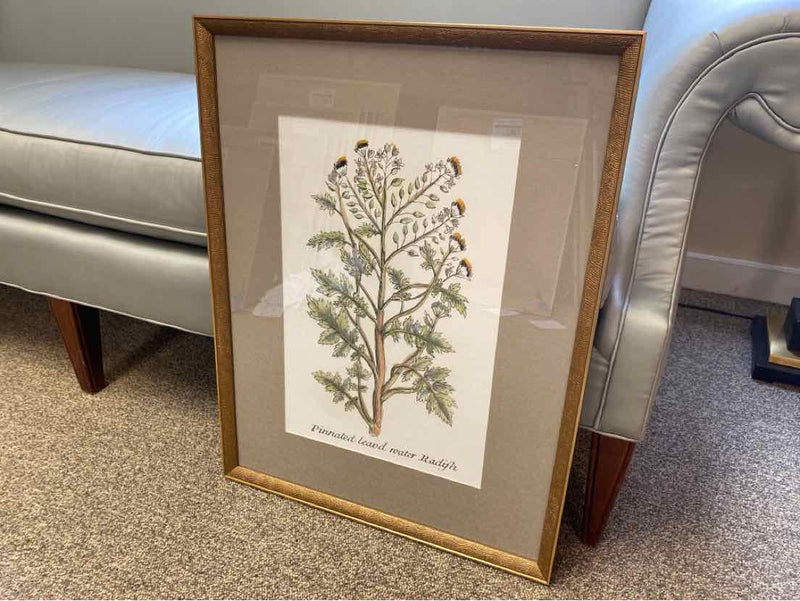 Framed Print: "Botanical Plants II"