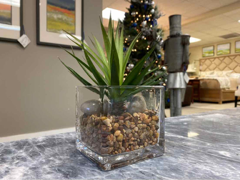 Spiky Succulent in Glass Cube Vase with Pebbles