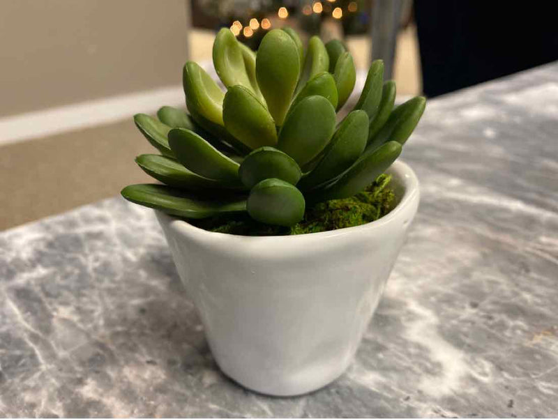 Low Succulent in White Pot IV
