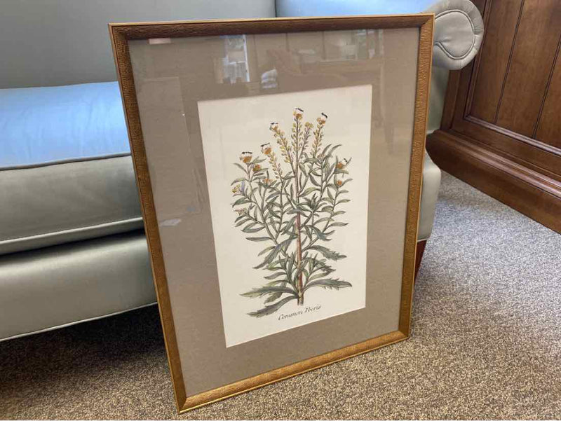 Framed Print: "Botanical Plants I"