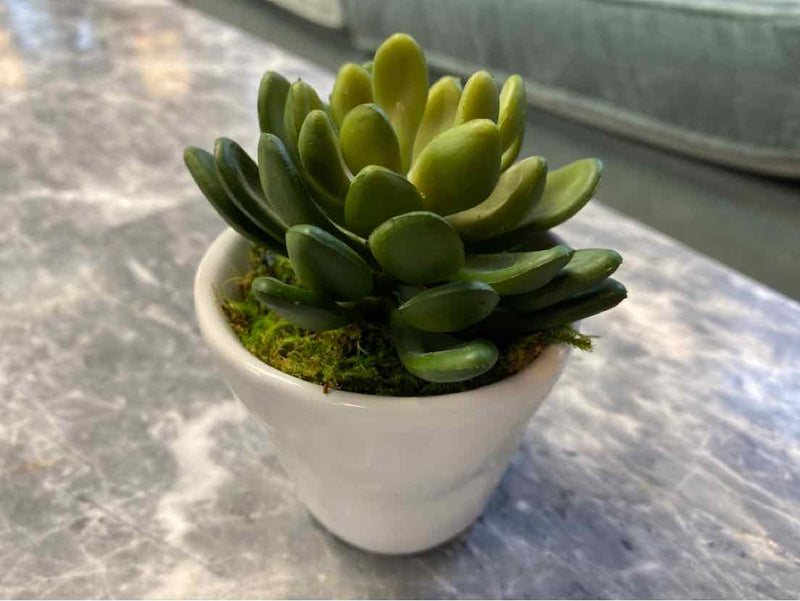 Low Succulent in White Pot IV