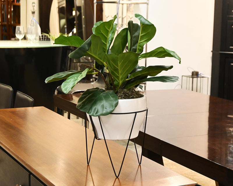Small Fiddle Leaf Fig Plant in Pot w/ Stand