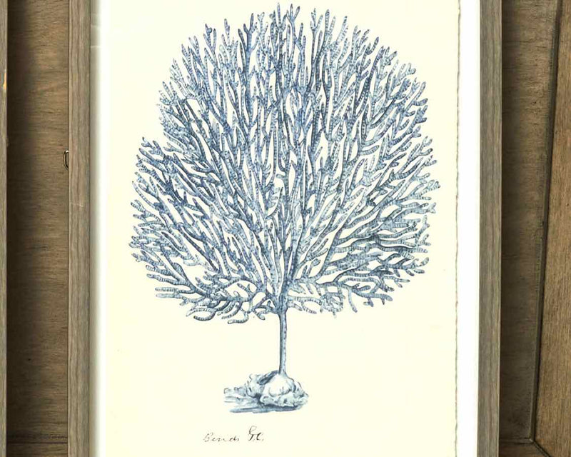 Pair Of Gray Framed Blue Coral Prints