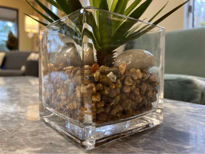 Spiky Succulent in Glass Cube Vase with Pebbles